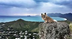 wahinelei