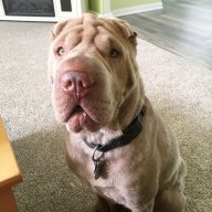 Teddra