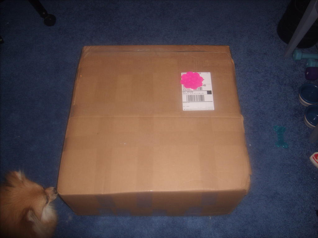 My first PTI order.  And my little Bella is very curious as to what is in this giant box.