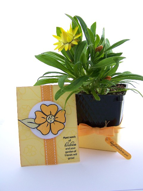 Seed Packet card Ensemble
