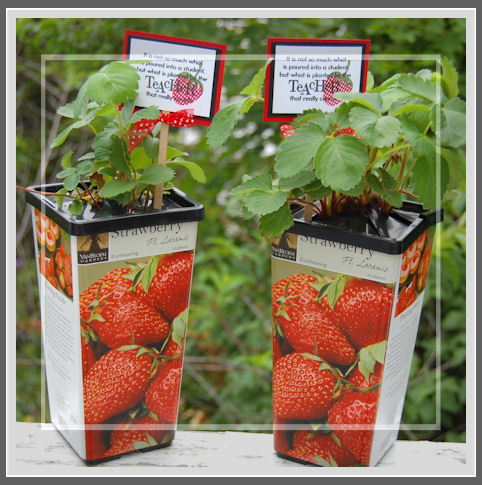 For some of my children's teacher's I gave them each a Strawberry plant with some...