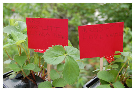 For some of my children's teacher's I gave them each a Strawberry plant with some...