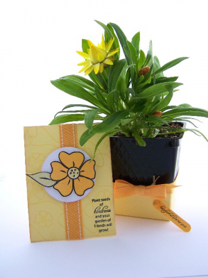 Seed Packet card Ensemble
