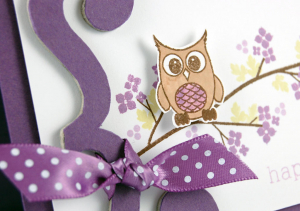 Little Owl - close up