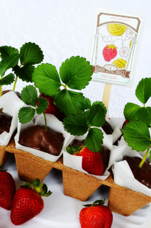 Seedlings & Seed Packet