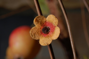 Close-up of tiny flowers