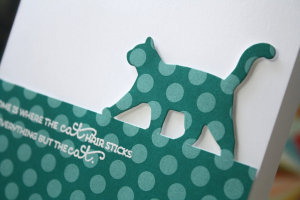 everyday cat close up