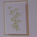 Life sprigs with gold border