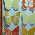 CHC3 Six Pack Butterflies