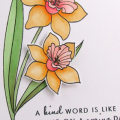 Kind Words Daffodils