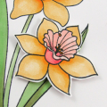 Kind Words Daffodils detail