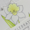 Celebrate Daffodil detail