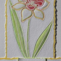Daffodil variation