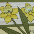 Happy Birthday- Daffodils