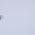 2010_0907spider0001