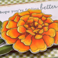 Marigold Get Well detail
