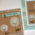 Painted Daisies Cards