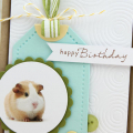 Guinea Pig happy birthday