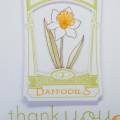 Daffodils