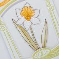 Daffodils detail