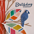 bluejay-birthday
